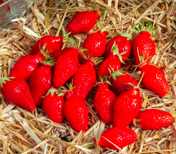 Fraises Gariguette